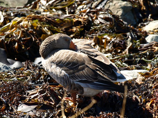 Ob die gebraten gut schmeckt?