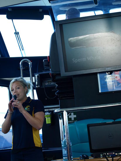 Etwas Walkunde und warum sie in Kaikoura das ganze Jahr sind