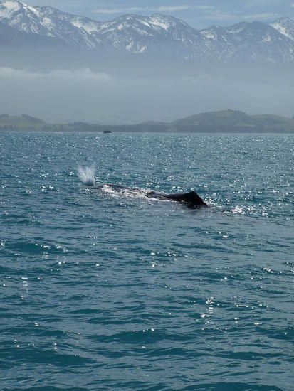 Tiaki voraus- mein erster Pottwal