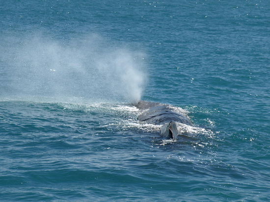 Tiaki kurz vorm Abtauchen