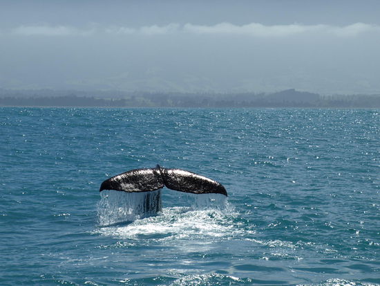 Tiaki's Schwanzflosse