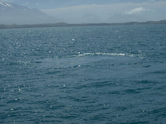 Und diesen kreisförmigen Film hat Tiaki nach dem Abtauchen hinterlassen - ist aber alles Wasser - kein Ölfilm, wie die Walfänger damals dachten