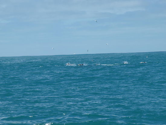 eine kleine Gruppe Dusky Dolphins - Schwarzdelfine