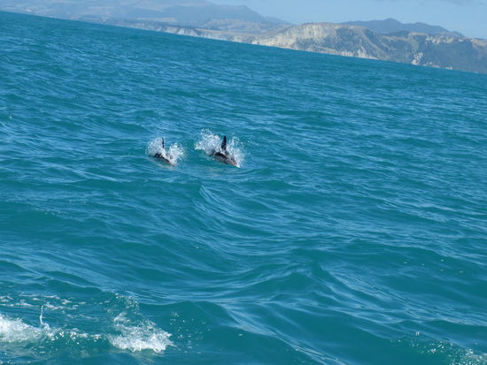 gesellen sich zum Boot