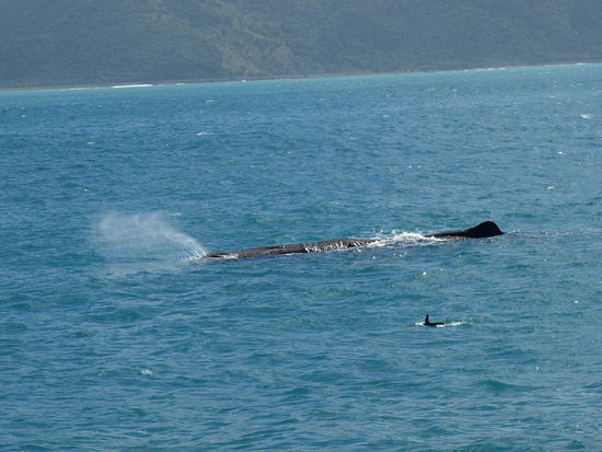 Wal voraus - es ist Tutu und einige der Delfine umschwimmen ihn - das gefällt Tutu gar nicht