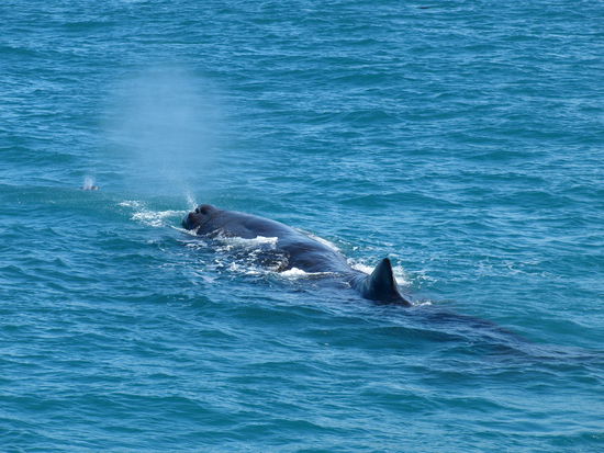 Und schon macht sich Tutu aus dem Staub und bereit zum Abtauchen