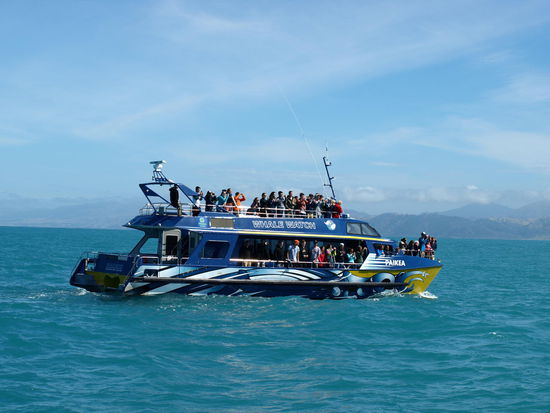 Die Tour nach uns gesellt sich zu uns um Tiaki zu suchen, denn es wird wieder Zeit für ihn zum Luft holen (Auftauchen)