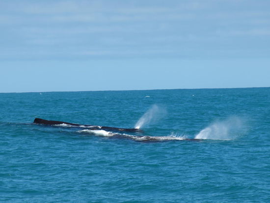 Tiaki voraus und noch ein zweiter Wal bei ihm - wow