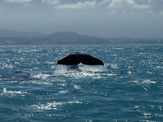 Der erste Wal taucht ab - ist es Tiaki?