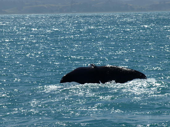 Und auch der andere Wal taucht ab - oder war das Tiaki?