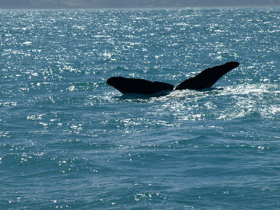 Dann war mein letztes Pottwalschwanzflossenbild