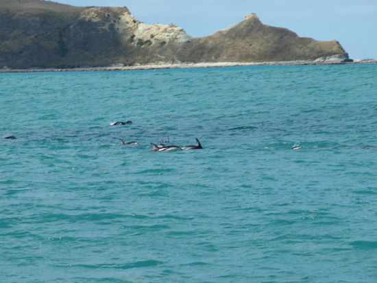 Auf dem Weg zurück zum Hafen ging es nochmal an Schwarzdelfinen vorbei, aber wir konnten uns aus Zeitmangel nicht mehr lange aufhalten - schade