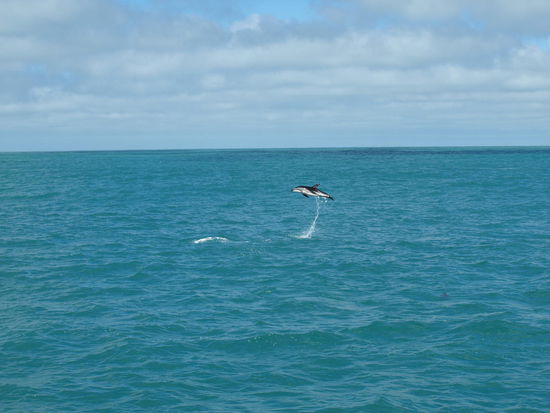 Schwarzdelfine sind richtige Akrobaten der Lüfte und haben Spass am Springen - ist nur nicht so leicht einen dabei auf Foto festzuhalten