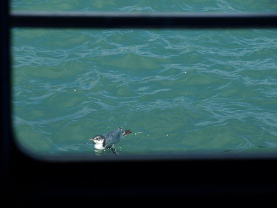 Der Bonus kurz vor Hafeneinfahrt - ein kleiner Pinguin - leider nur durchs Fenster