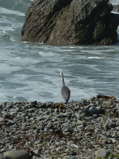 Er wollte einfach nur sein Hinterteil zeigen - das müsste ein white-faced heron (Weißwangenreiher) sein