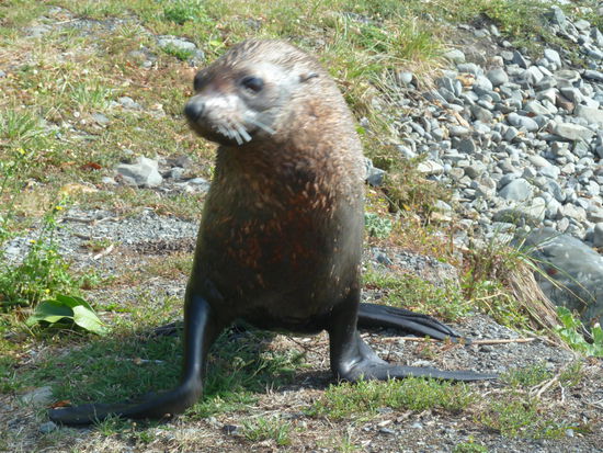 Von einer Welle erwischt, machte diese Robbe sich auf dem Weg in höhere Lagen, direkt auf mich zu 