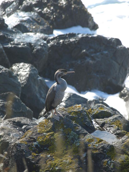 Eine andere Komoran-Art, für mich schaut das wie ein spotted shag (Tüpfelscharbe) aus