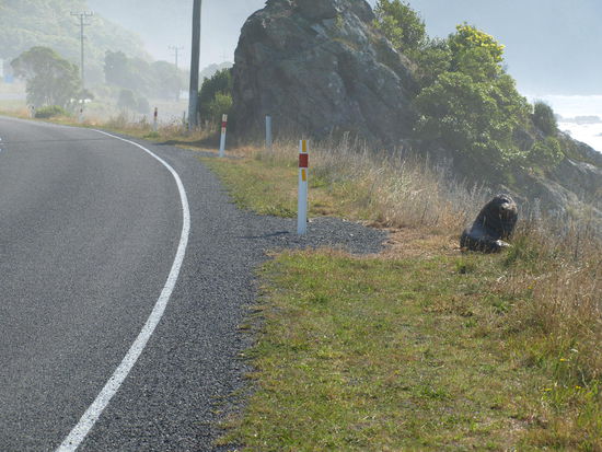 Warum hier kein Schild stand: Vorsicht Robbe am Straßenrand - jedenfalls hatte diese Robbe den höchsten Liegeplatz und die beste Aussicht