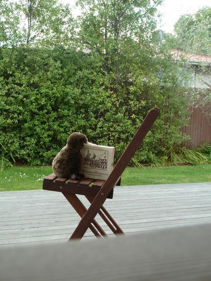 Kiwi machte es sich mit dem Schatzkästchen schon mal auf der Terasse bequem und ließ mir das Bett zum Reisebericht schreiben