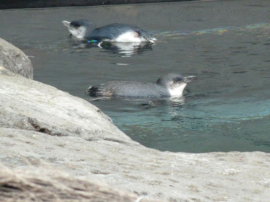 Zwei kleine Pinguine im Wasser