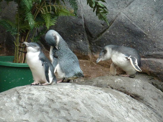 und drei am Land - mdehr wollten sich nicht zeigen, die anderen waren alle in ihren "Höhlen"