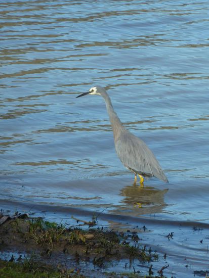 Auf dem Weg nach Akaroa am Lake Forsyth, jetzt doch ein white-faced heron (Weißwangenreiher), der mir nicht nur den Hintern zeigte 