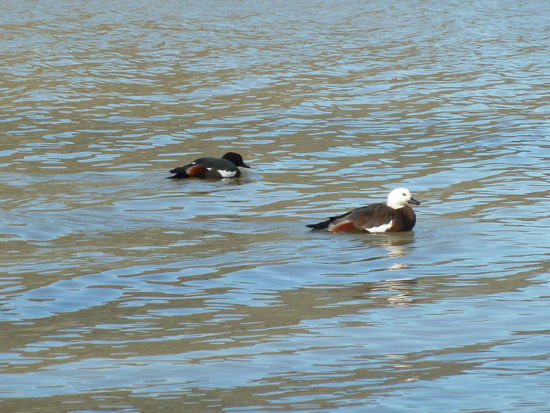 und diese sehr bunten Enten
