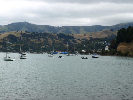 Ich bin aber erst mal bis kurz nach dem Leutturm durchgefahren und habe dann Akaroa von hinten aufgerollt