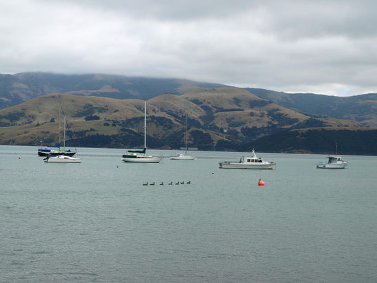 Eine Entenkolonne zieht ihre Spur