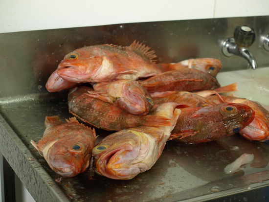 Einer dieser Fische wurde für meine Fish und Chips filetiert und dann gegrillt - gaaaaanz frisch und super lecker