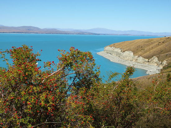 Die roten Beeren im Vordergrund am Strauch müssten Hagebutten sein - es gab ganze Hänge voller solcher Hecken - probiert hab ich aber keine Beere