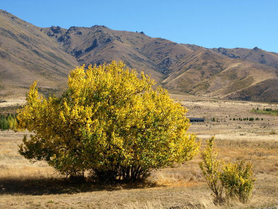 auf meinem Weg durchs Waitaki Tal bin ich im Herbst angekommen