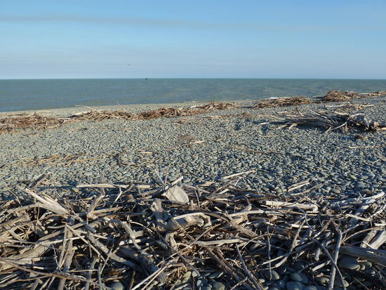dafür ziemlich viel angeschwemmtes Treibholz