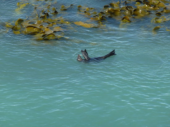 Nur Fur Seals, die im Meer mit den Pflanzen spielten