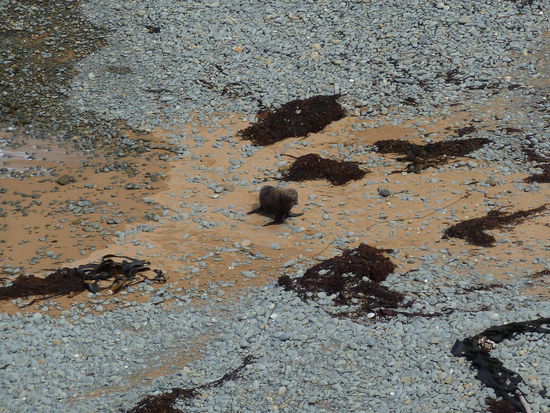 und eine Einzelne am Strand, die sich einen schönen Platz suchte