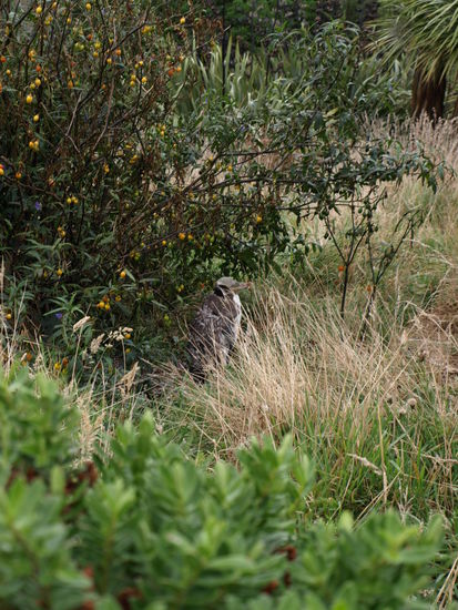 mein erster Gelbaugenpinguin - noch ein Kücken, aber doch schon fast ausgewachsen und fast kein Babyflaum mehr