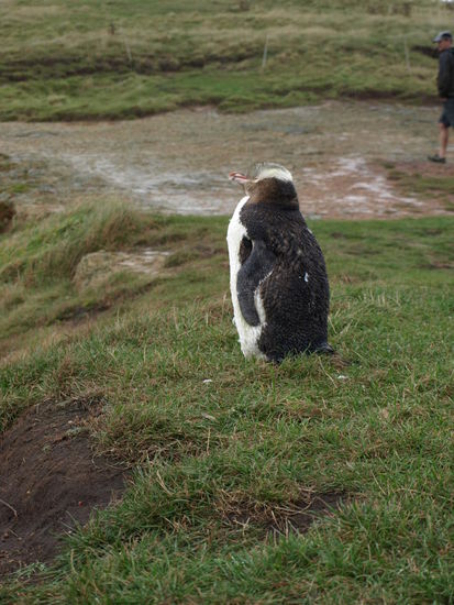 Dieser hier stand fast auf dem Weg und hatte keinerlei Angst.