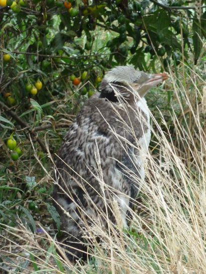jetzt etwas rangezoomt