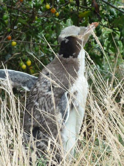 beim Flügelschlagen "erwischt"