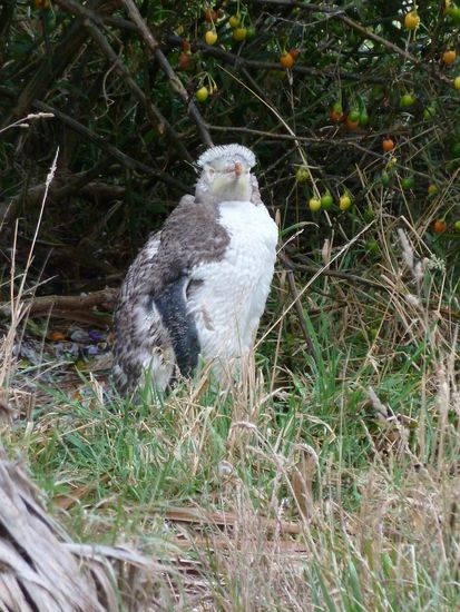 und jetzt hat er uns gesehen - hat irgendwie ne Punkfrisur, oder?