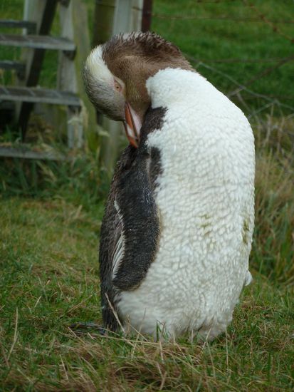 und bei ihm konnte man gut seine gelben Augen sehen