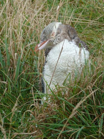 Dert hatte sich nicht ganz so weit weg vom Weg im Gras versteckt