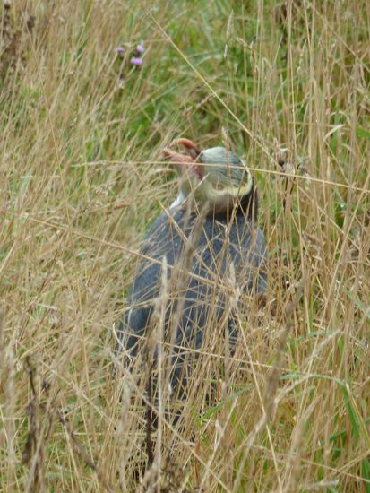 Dieser hier war schon wieder weiter im Gras versteckt 