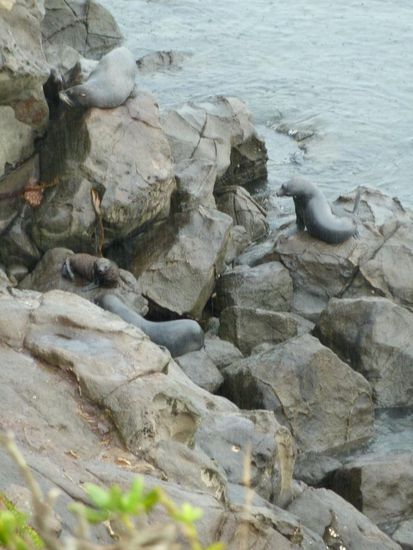 Den Fur Seals hat der Regen überhaupt nichts ausgemacht - die meißten von ihnen haben im Wasser geplanscht und sich dabei lautstark unterhalten