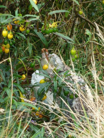 Auf dem Rückweg haben wir diesen auch noch "erspäht"