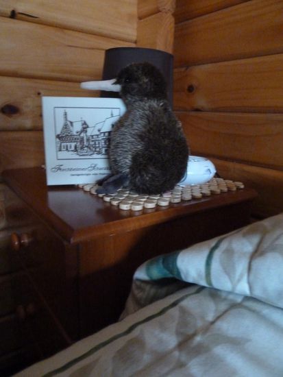 Kiwi hat sich zusammen mit seinem Schatzkästchen diesmla auf dem Nachtkästchen eingerichtet
