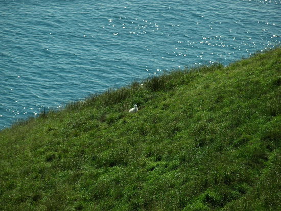 Das weiße flauschige Kneul in der Mitte ist ein Albatross-Küken