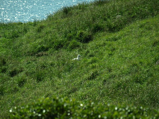 Ein anders Küken etwas näher am Unterstand