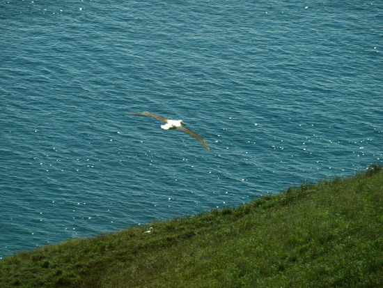 Küken am Boden und Elternvogel im Anflug - dieser hier hatte aber ein anderes Küken im Blick