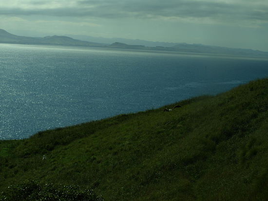 und Touchdown - dem Küken nebenan wäre lieber gewesen, es wäre eines seiner Eltern - und mir auch, aber so ist die Vogelwelt - unberechenbar